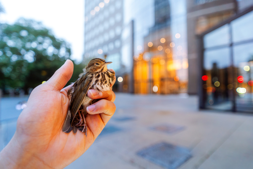 Injured ovenbird   project safe flight fall 2023 pc winston qin