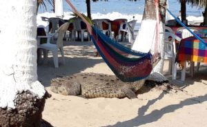 Salen dos cocodrilos a la playa La Ropa en Zihuatanejo; los capturan y regresan al estero