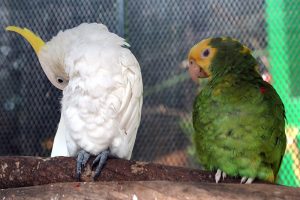 Zoochilpan, el parque zoológico de la capital