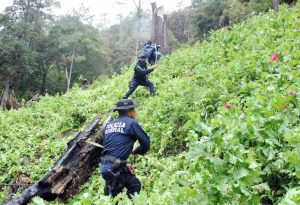 Destrucción de amapola en la sierra de Chilpancingo