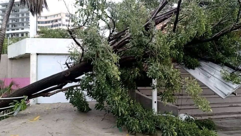 Caen un árbol y un poste de luz dentro de una secundaria por las ...
