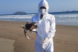 Organismo federal descarta gripe aviar en las costas