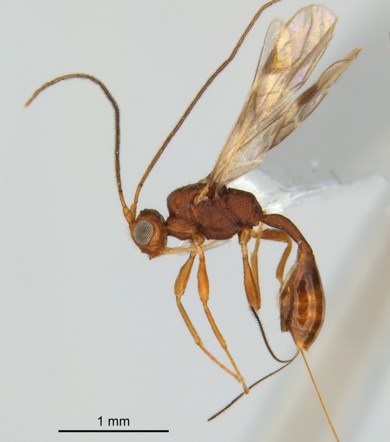 Alarmante, la disminución de insectos en México y el mundo, advierte la ...