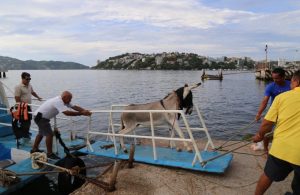 Finaliza la polémica por el burro Manolín; sale de La Roqueta y regresa a su rancho