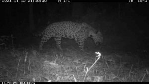 Registran en video jaguares en la sierra colindante con Acapulco y Chilpancingo