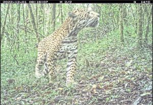 Informa la Semaren que disminuye la población del jaguar en el estado, según censo de 2023