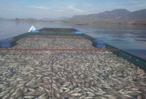 La mortandad de peces en la presa El Gallo puede generar un problema de salud pública