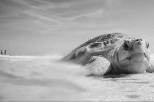 Por preservar a la tortuga carey, fundación de EU apoyará a asociación de Zihuatanejo