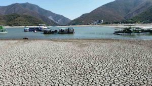 Alertan organizaciones por sequías severas y pérdida de cobertura arbórea en México
