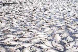 Mueren miles de mojarras ahora del lado de Michoacán