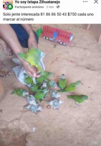 Ofrecen 15 pericos atoleros por Facebook en Zihuatanejo; el vendedor consigue huir
