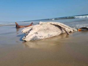 Saca el mar en Barra de Coyuca una ballena muerta; quedó atrapada en redes, denuncian