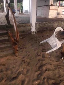 Se topan con cemento las tortugas que buscan desovar en Zihuatanejo, denuncian cuidadores
