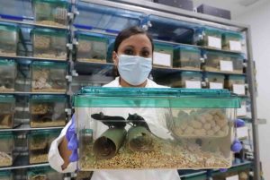 Crean científicas de la UNAM ratones transgénicos para hacer pruebas biomédicas