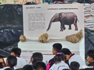 Revela el INAH el hallazgo en Cuetzala del Progreso de antepasado del elefante