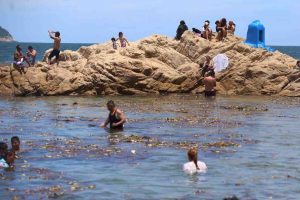 Llegan a la bahía toneladas de lirio acuático de las lagunas