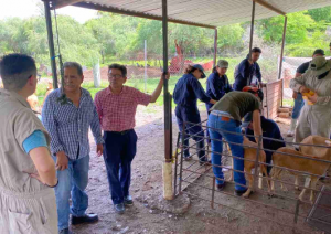 Colabora la UNAM con la Facultad de Veterinaria de la UAG para buscar el genotipo de los borregos mevezug