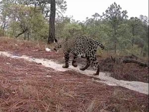 Ubican en la sierra de Chilpancingo a una hembra de jaguar con indicios de estar preñada