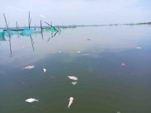Puede repetirse la mortandad de peces en la laguna de Tres Palos, alerta la UAG