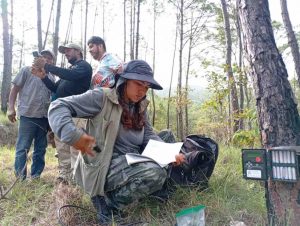 Registra Wild Felids Conservation 13 especies en los bosques de Ayutla, San Luis Acatlán y Ñuu Savi