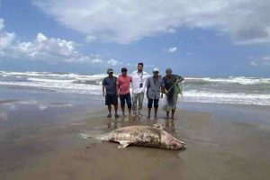 Refuerzan monitoreo y limpieza por derrame de petróleo en costas del sur de Veracruz
