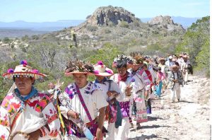 Denuncian grave deforestación y daños en la isla del Rey, sitio sagrado wixárika