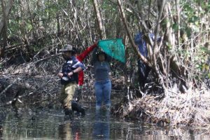 Buscan restaurar el manglar en la laguna de Tres Palos