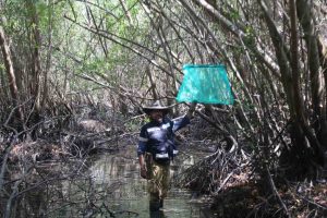 Buscan investigadores de la UAG restaurar el ecosistema manglar de la laguna de Tres Palos
