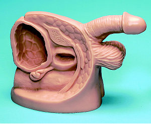 Catheterization Male Model < simulaids #1923 