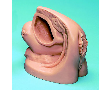 Catheterization Female Model < simulaids #1922 