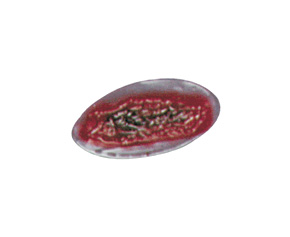Casualty & Moulage Perforated Wound < simulaids #828 