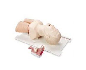 Airway Management Trainer < Laerdal #25000033 