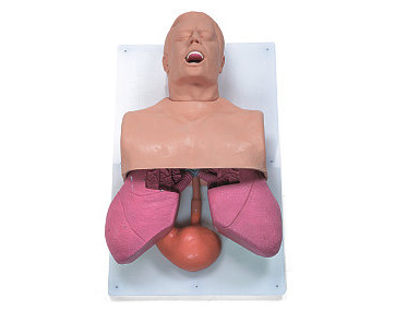 Adult Airway Trainer < simulaids #501 