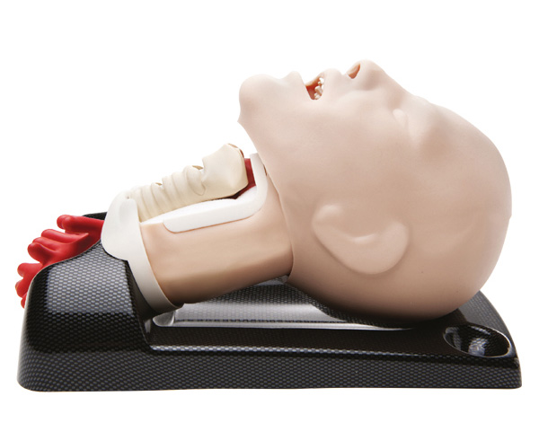 AirSim Advance Combo Bronchi Airway Manikin < TruCorp #CTC95100 