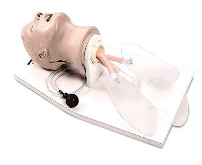 Life form Airway Larry Adult Airway Management Trainer w/ Stand < Nasco #LF03699U 