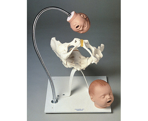 Pelvic Bone/Fetal Heads &Stand < simulaids #195 