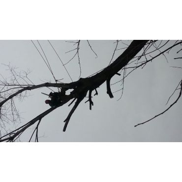 TLC - Tom PROFILE.logo