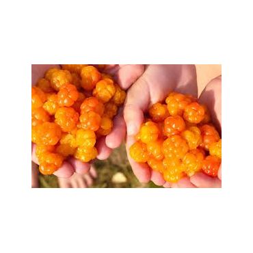 Arctic Cloudberry teamvisi@bell.net