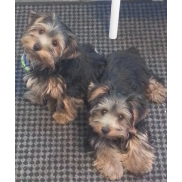 My Assistants - Mika & Milo