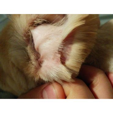 Toilettage Snip Doggy Dog PROFILE.logo