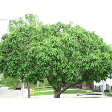 Apple tree pruned by our ISA Arborist