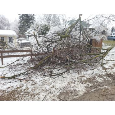 Ice storm damage