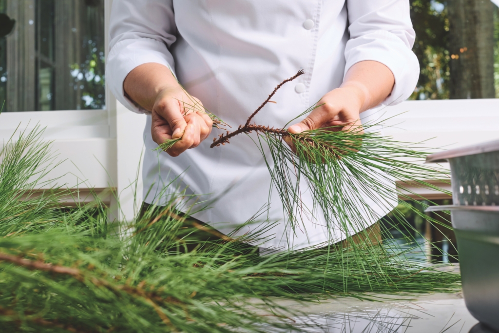 someone holding pine branches