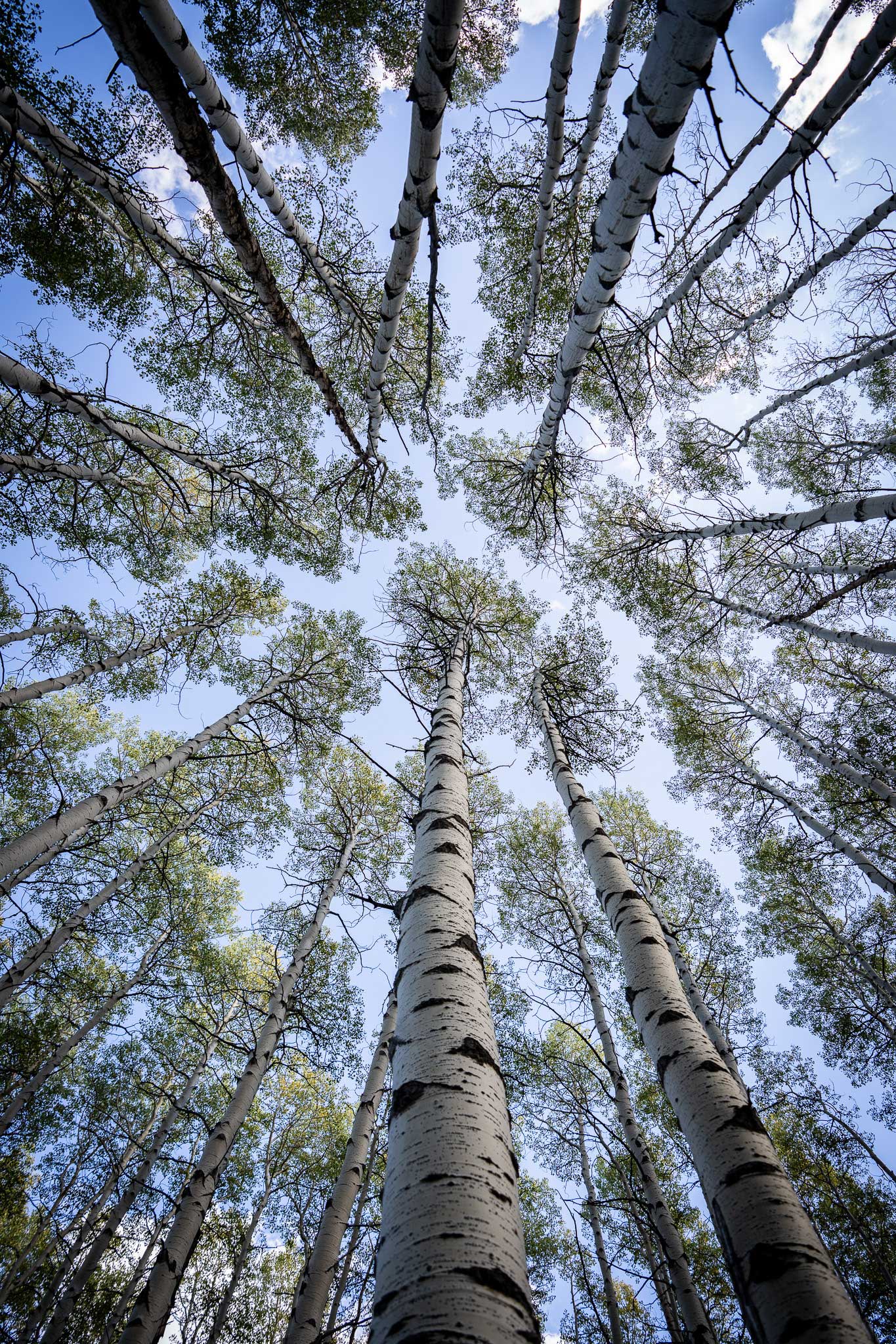 Aspen trees in Deer Valley