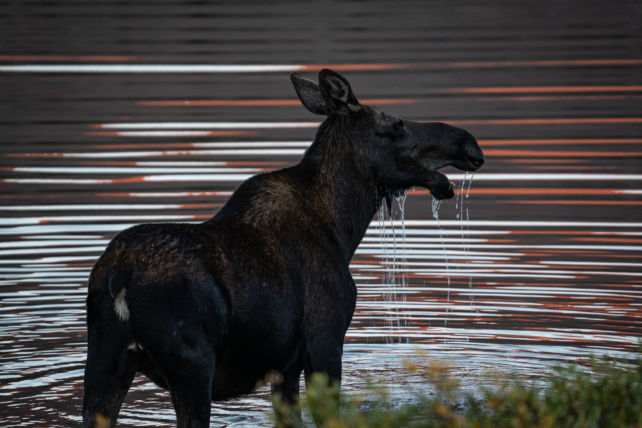 A moose in a lake in the mountains at Deer Valley