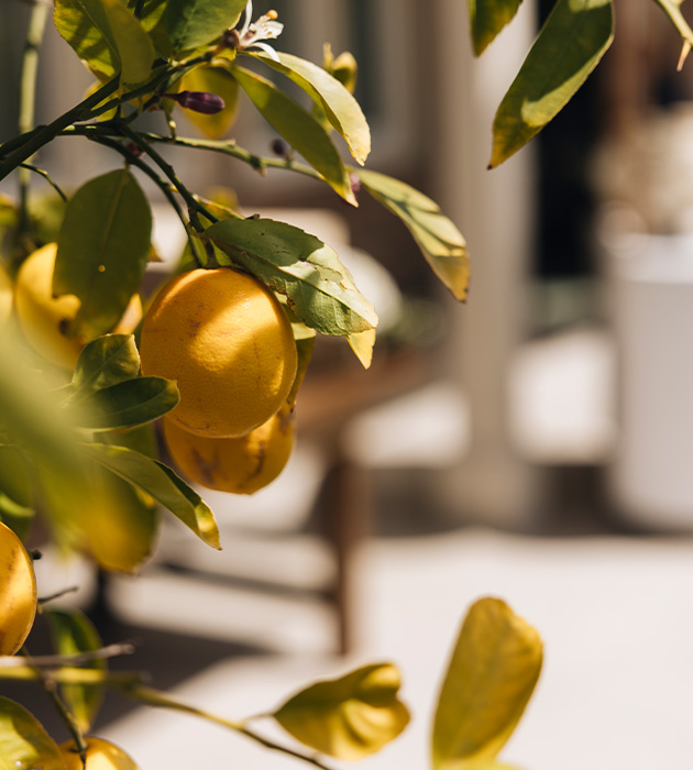 Lemons on a lemon tree in Healdsburg