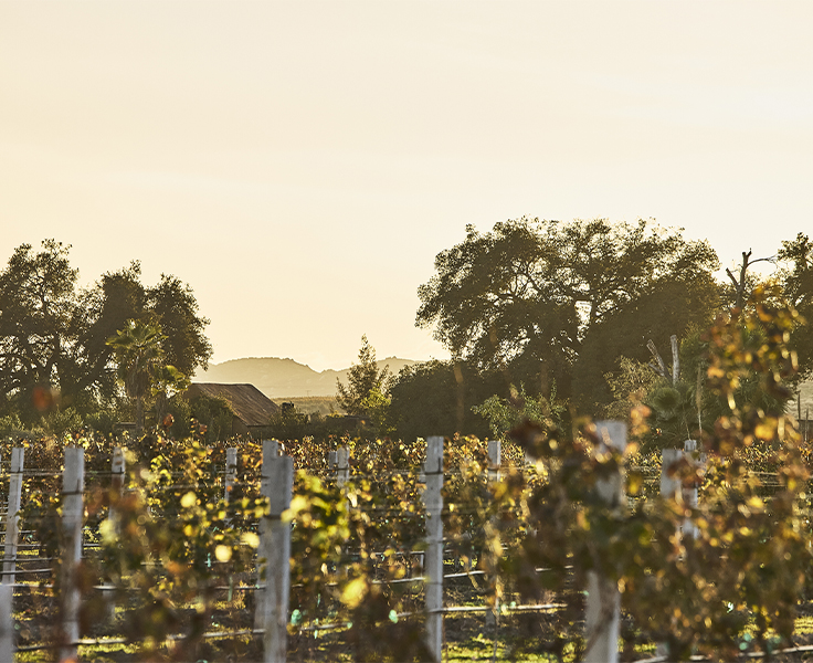 The vineyards at Montage Residences Valle de Guadalpue
