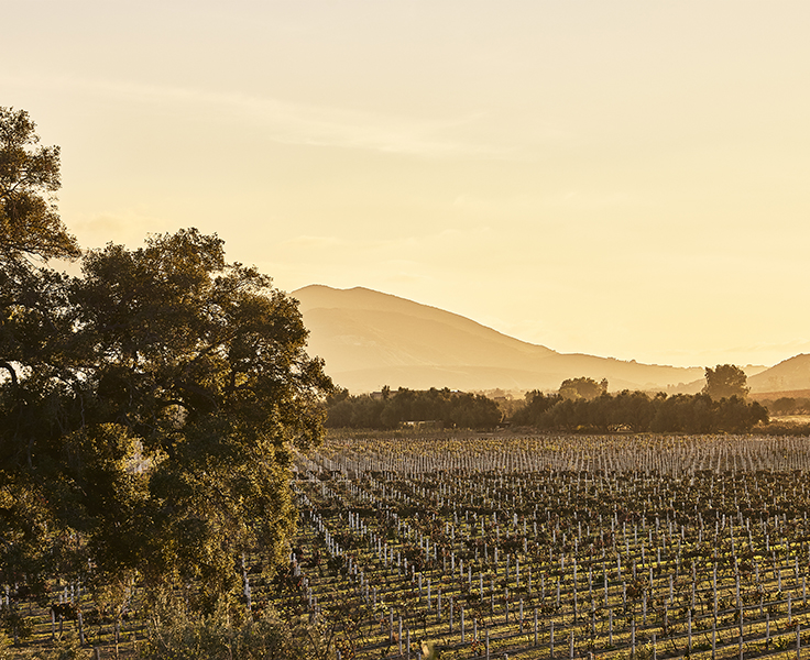 The vineyards at Montage Residences Valle de Guadalpue