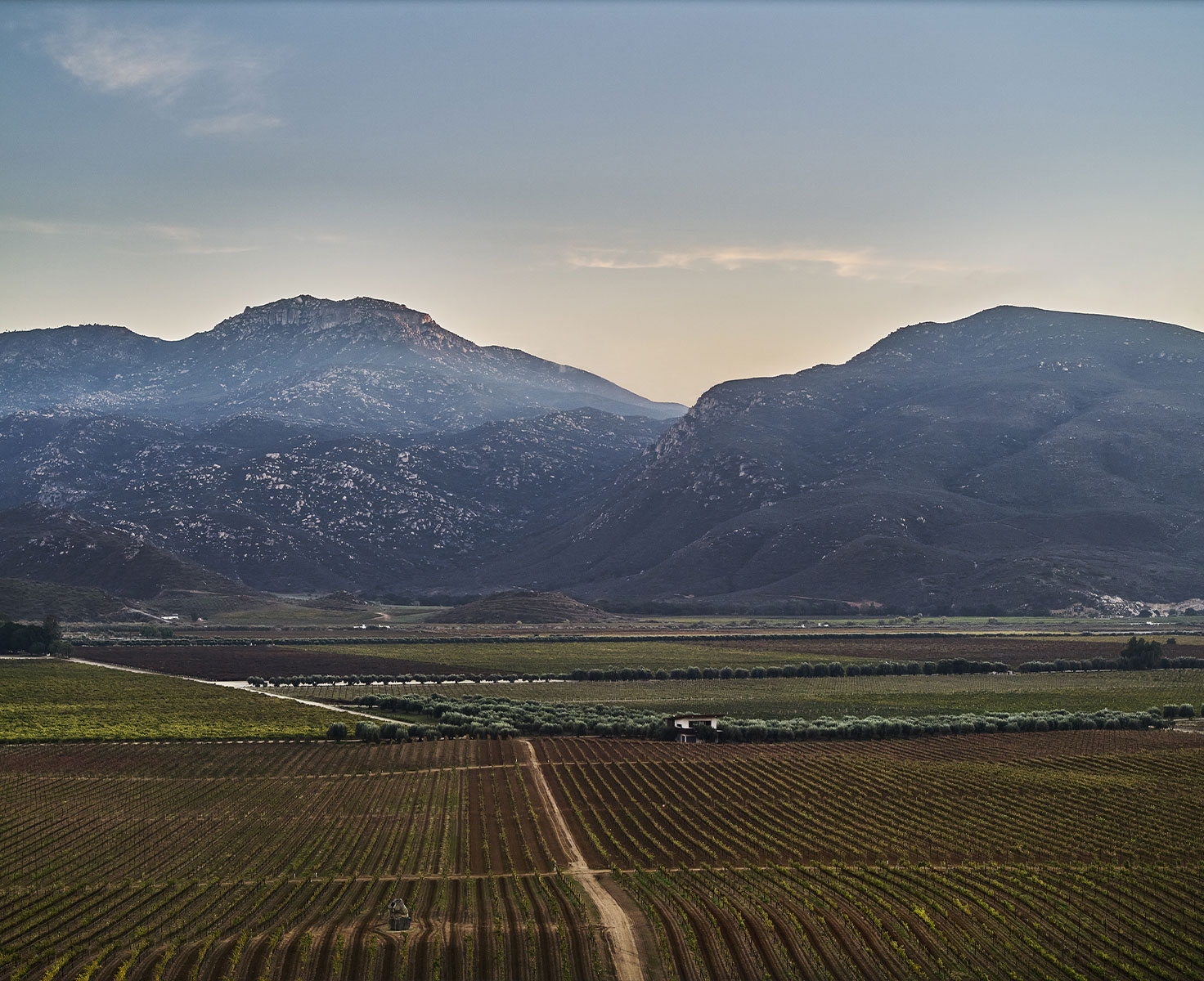 Montage Residences Valle de Guadalpue vineyards
