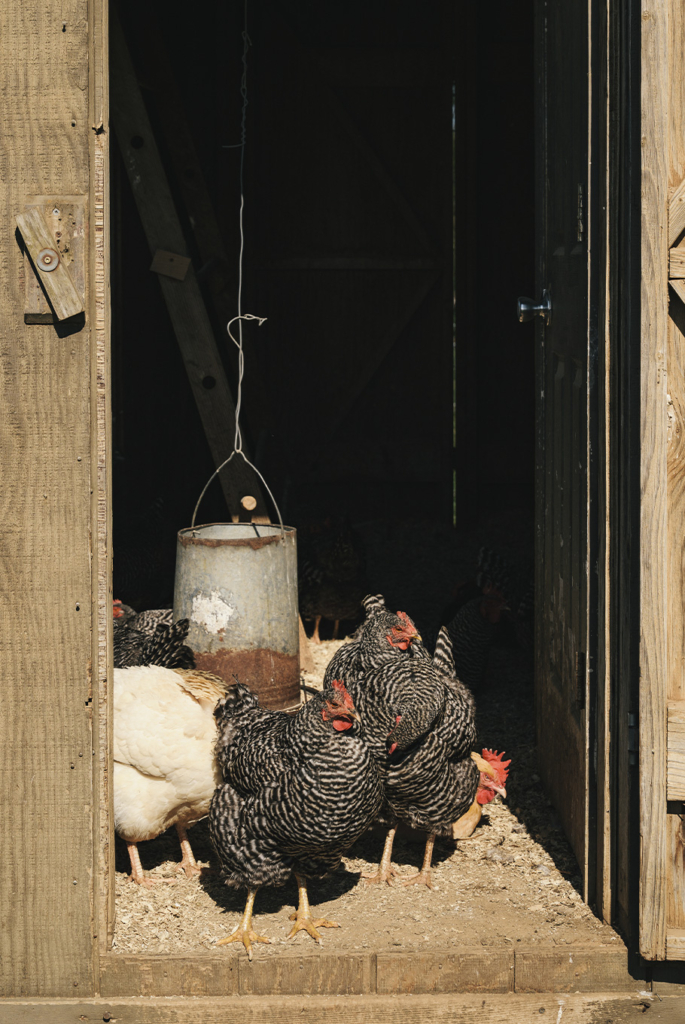 chicken in chicken coop